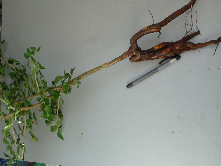 Commiphora pyrracantha