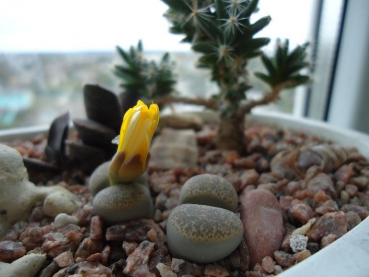 lithops persii