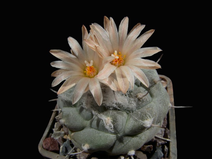 Turbinicarpus jauernigii