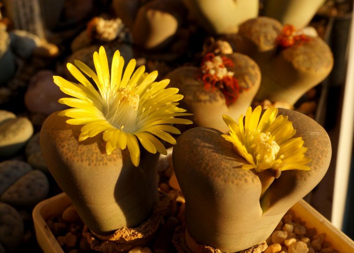 Lithops localis