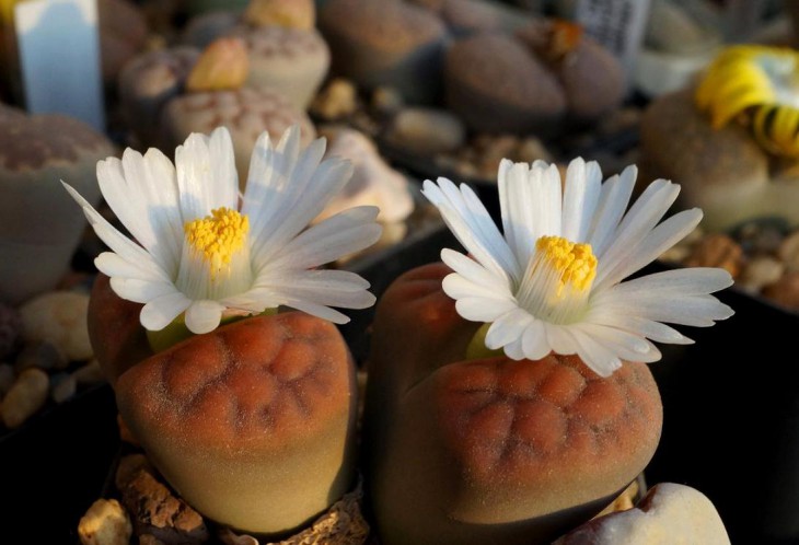 Lithops karasmontana v.tischeri C 182