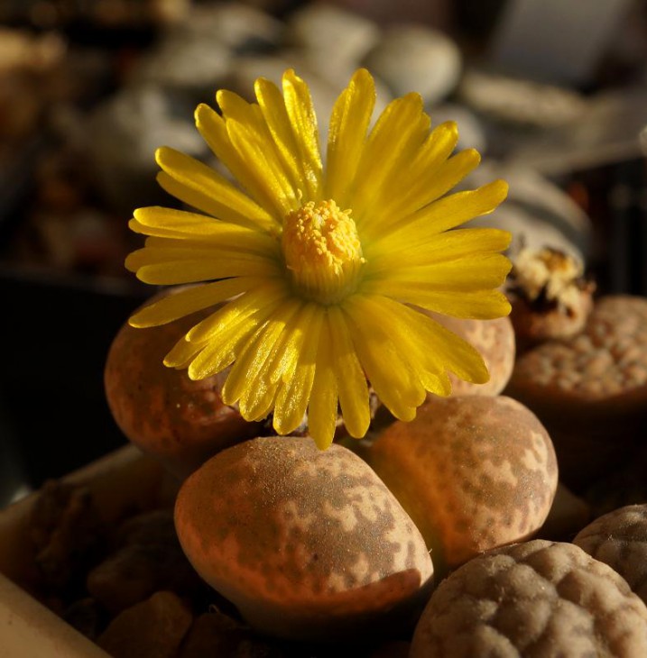 Lithops gesineae C 207