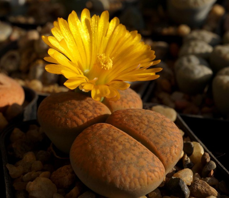 Lithops aucampiae v.koelemannii C 016