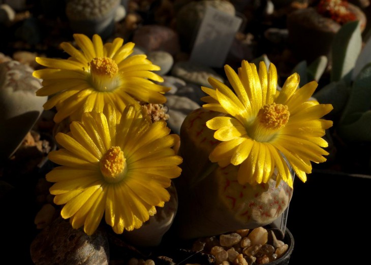 Lithops dorothea C 124