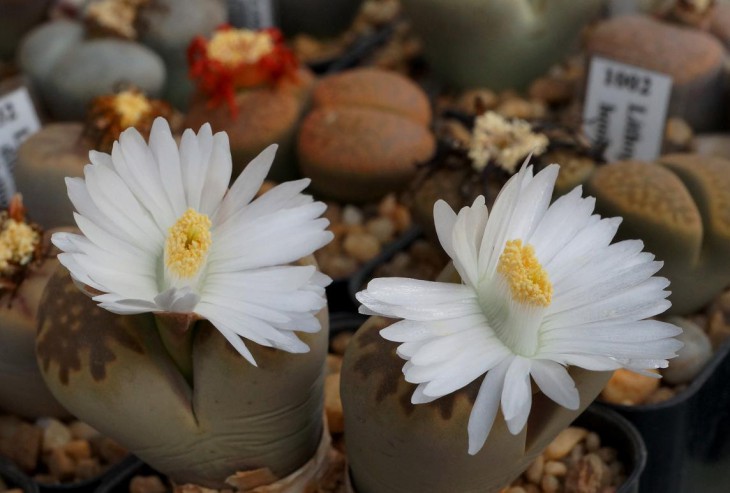 Lithops julii ssp.fulleri v.brunnea C179