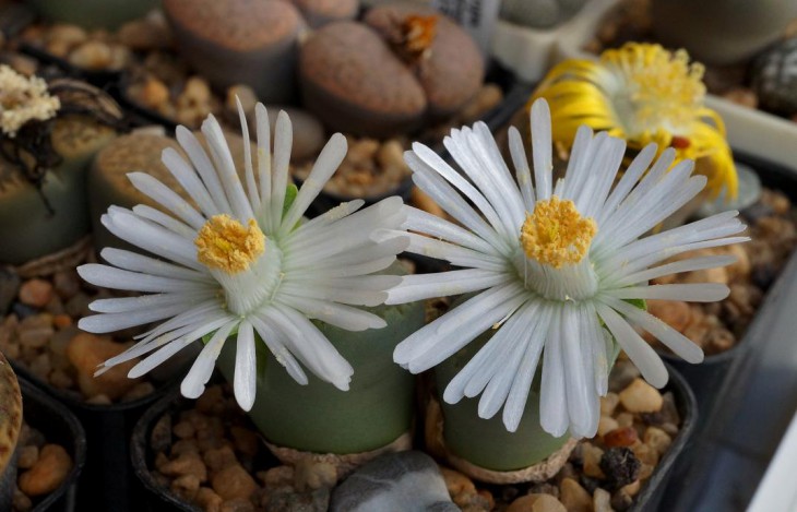 Lithops julii ssp.fulleri C 056A