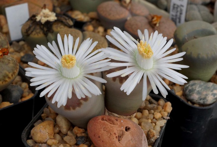 Lithops julii  ssp.fulleri C 259