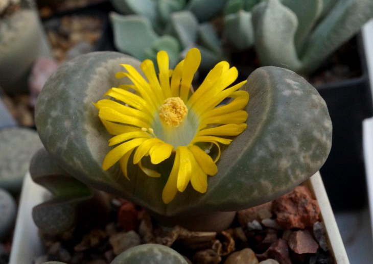 Lithops helmutii