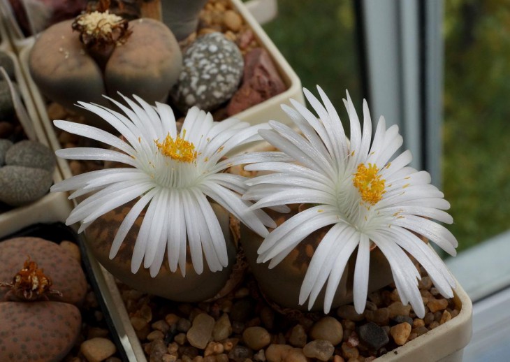 Lithops bella
