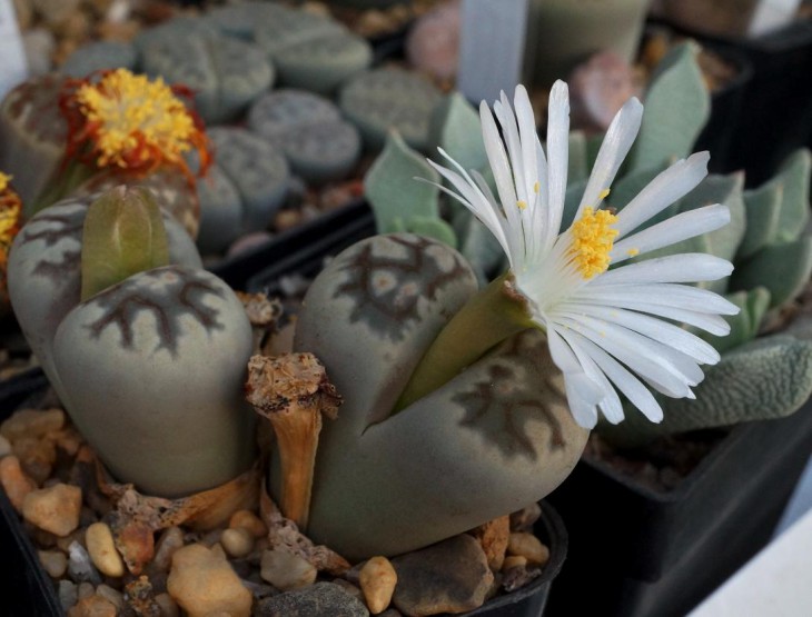 Lithops karasmontana ssp.bella C 143A
