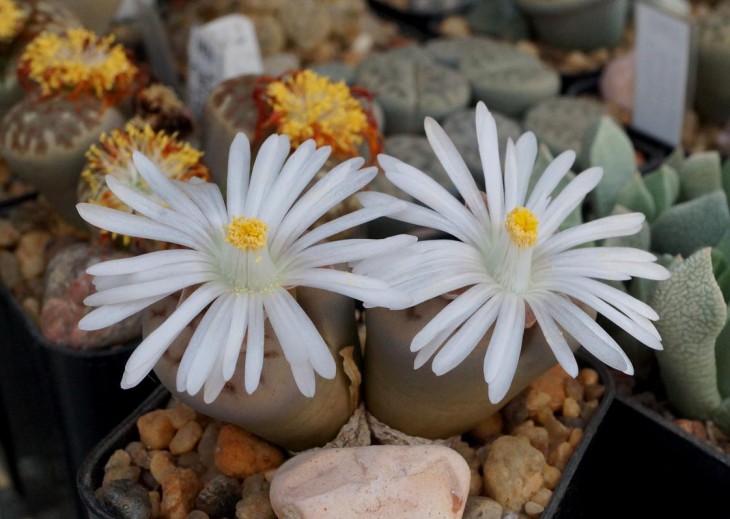 Lithops karasmontana 'mickbergensis' C 168