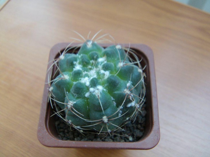 IMAG0040.JPG