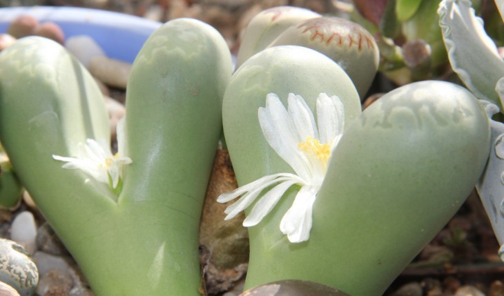Lithops marmorata