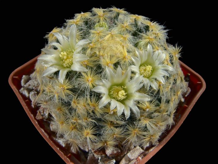 Mammillaria schiedeana