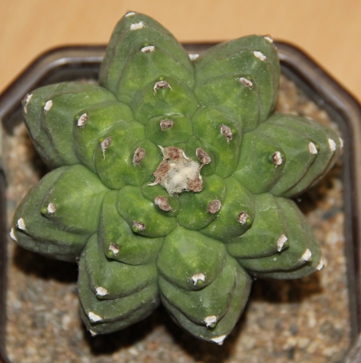Astrophytum myriostigma Kikko