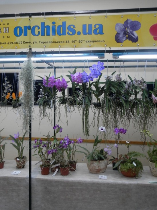 PA310674.JPG