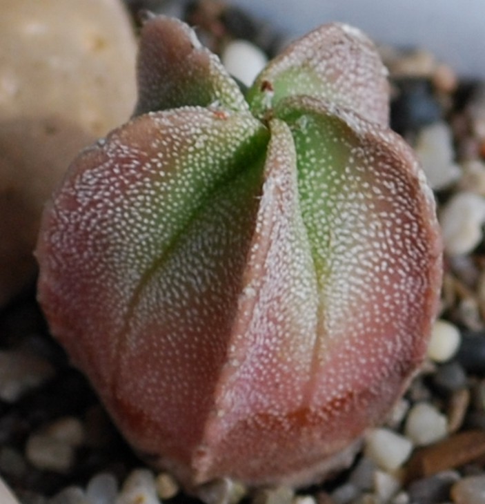 125-9-1   A myriostigma.    Фото 15 05 13 г..jpg