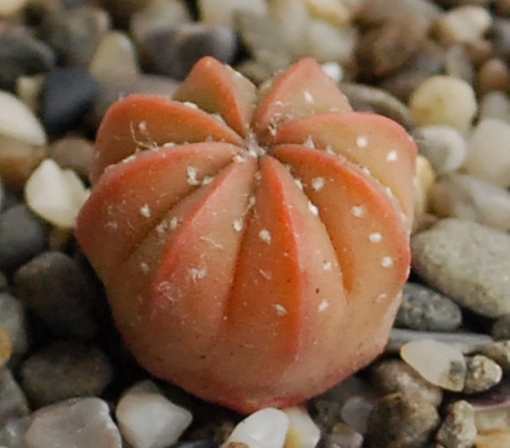 125-4-1   A  hybrid   Фото 25 04 13 г..jpg