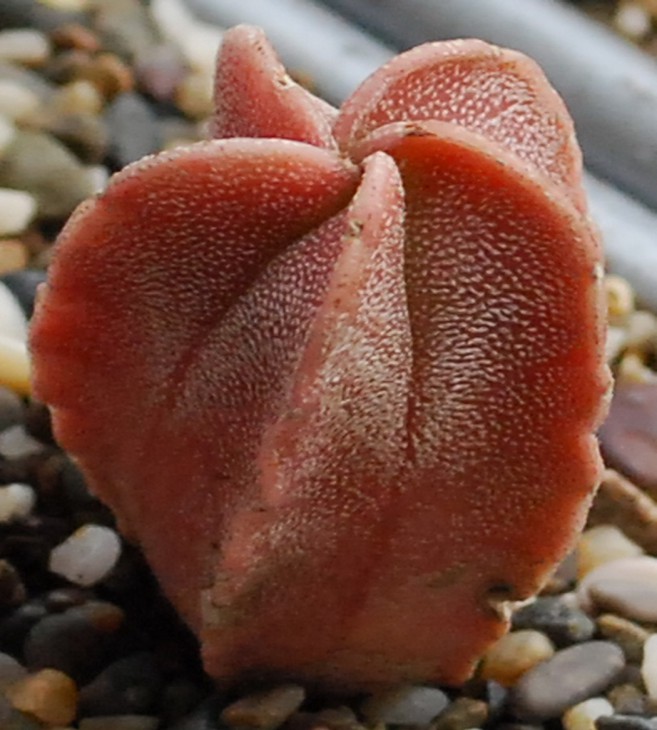 125-2-1    A myriostigma.    Фото 25 04 13 г..jpg