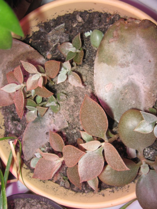 K_orgialis_childrenIMG_0027_nov_11.JPG