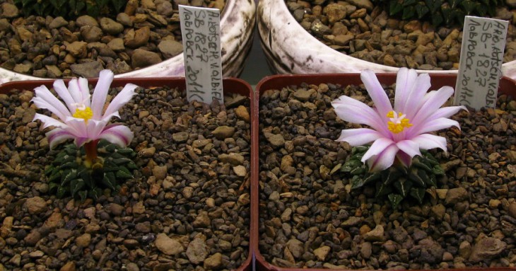 Ario.kotschoubeyanus v.albiflorus SB-1827