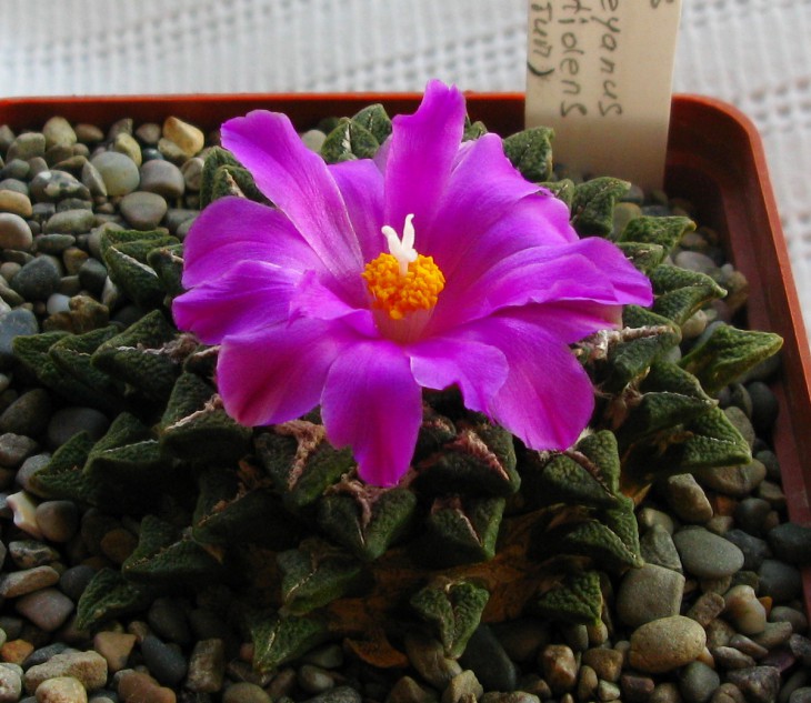Ariocarpus kotschoubeyanus var. elephantidens