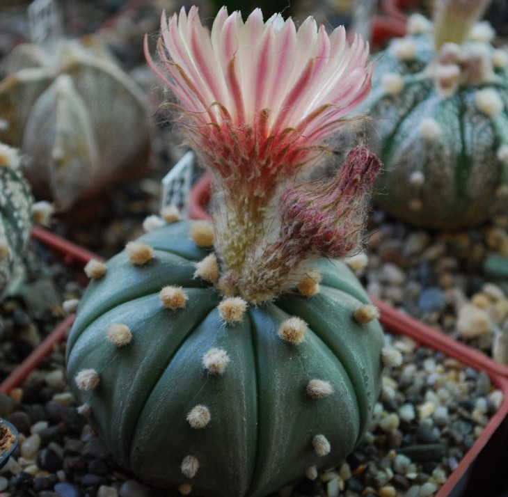 85-0-5   A asterias cv ROTE BLUETE  ..jpg