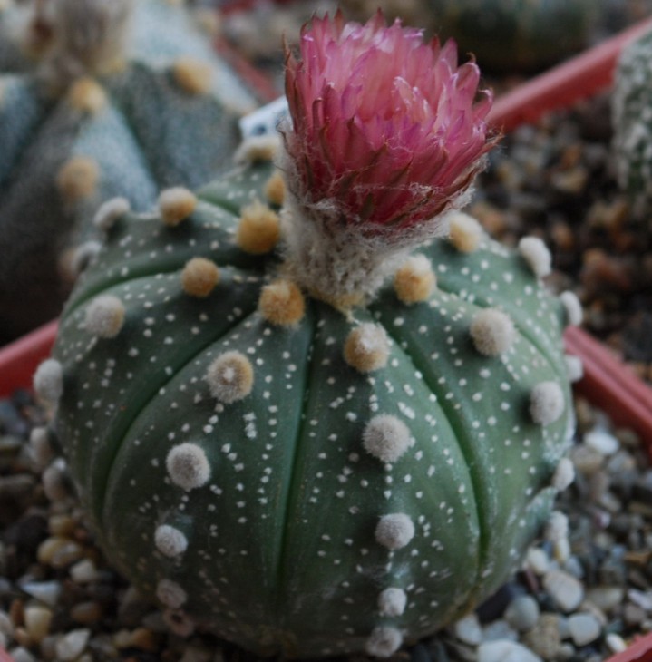 85-0-1   A . asterias сv. ROTE BLUETE.jpg