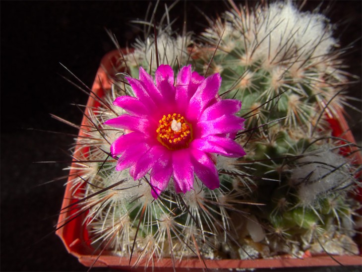 Gymnocactus viereckii L1159