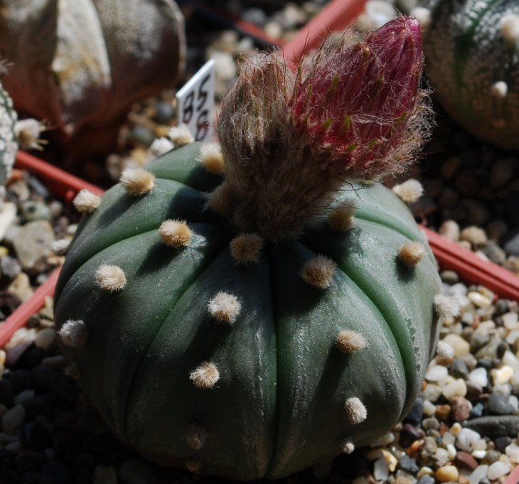 85-2а-4   A asterias cv ROTE BLUETE.jpg