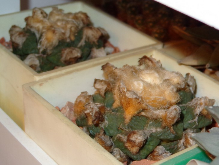 DSC03728_cr.jpg