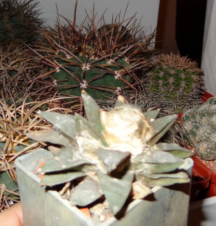 DSC03736_cr.jpg