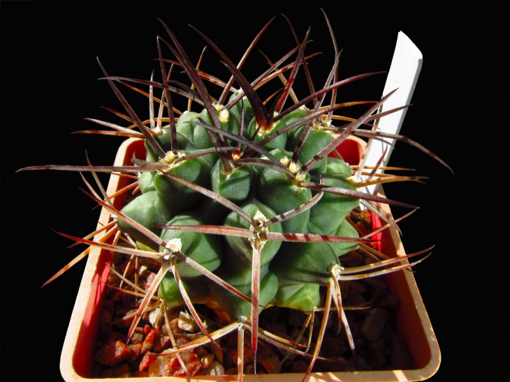 Gymnocalycium delaetii