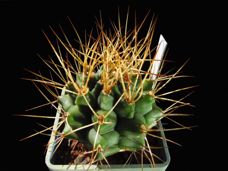 Gymnocalycium pungens