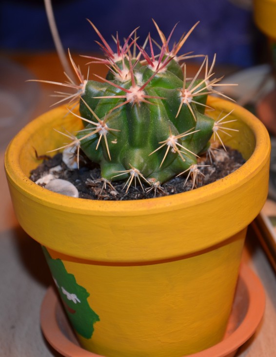DSC_0536.JPG