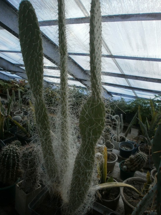 4.