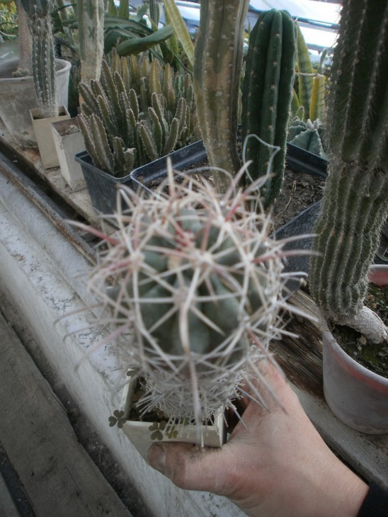 6.