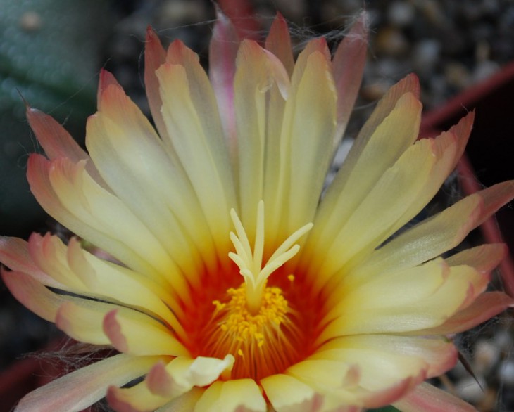 SI_0050.jpg