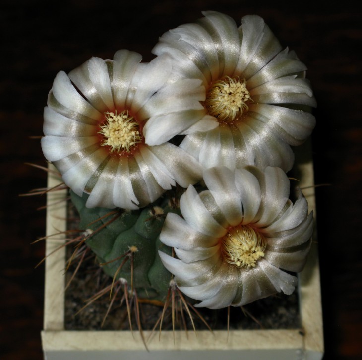G.riojense ssp. paucispinum v. guasayaense