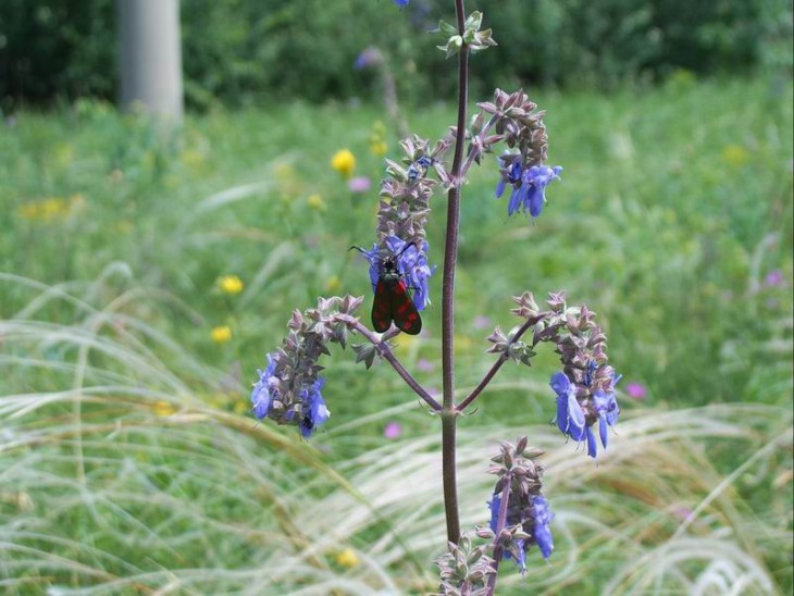 Salvia nutans