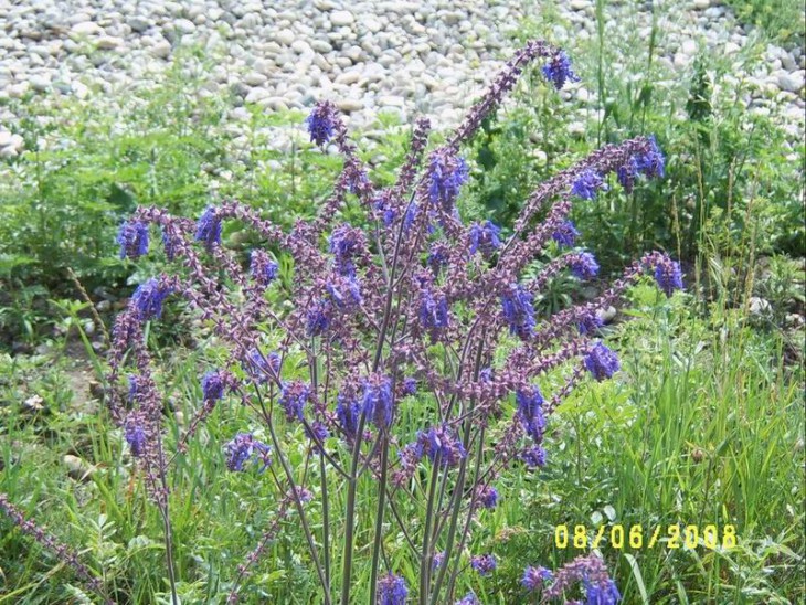 Salvia nutans