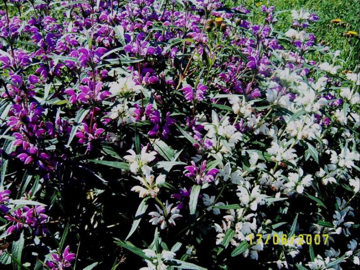 Phlomis