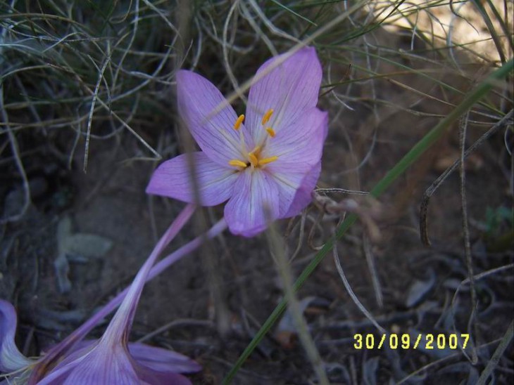 Colchicum laetum