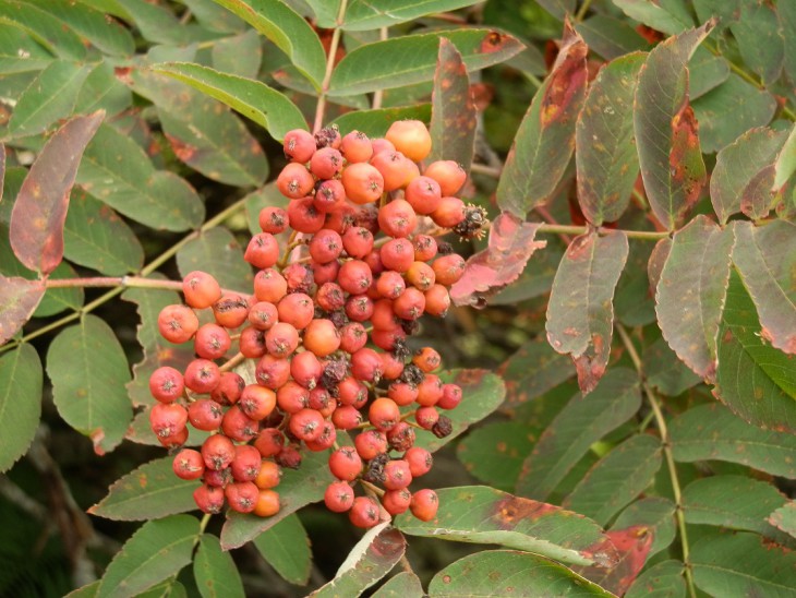 P9020167.JPG