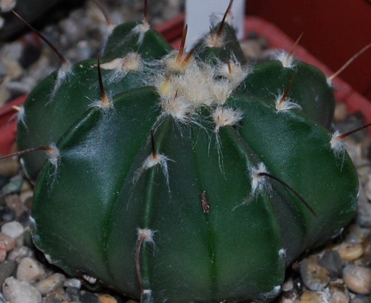 SI_0012-2   A. СapAS.jpg