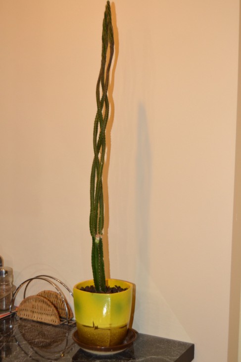 CSC_0103.JPG