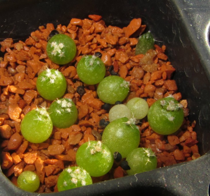 Gymnocalycium_ ferrarii VG-193