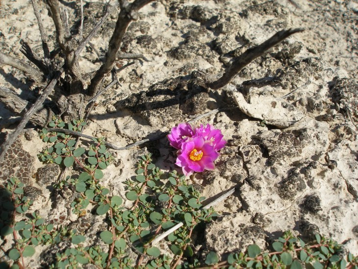 P1010055.jpg