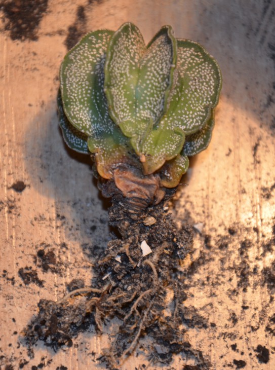 DSC_0096.JPG