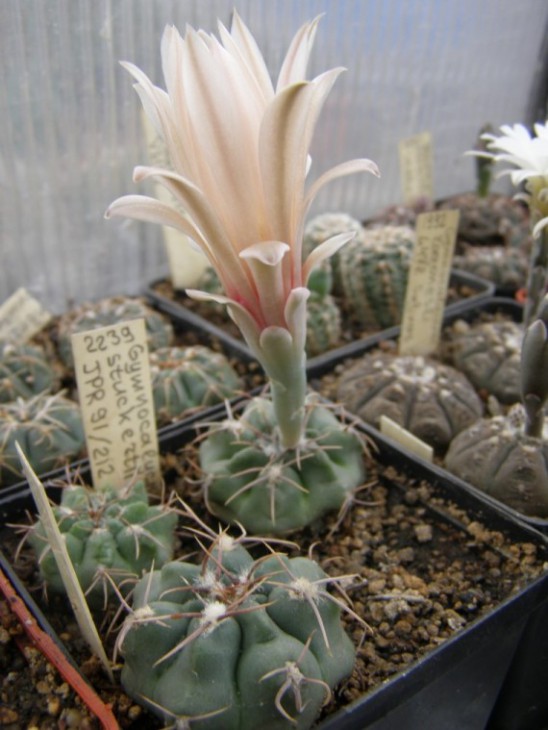 G.stuckertii JPR91-212 (760 x 1013) (570 x 759).jpg